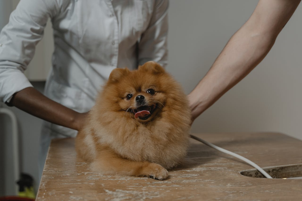 Cute Pomeranian dog lying on a vets table, surrounded by veterinarians.