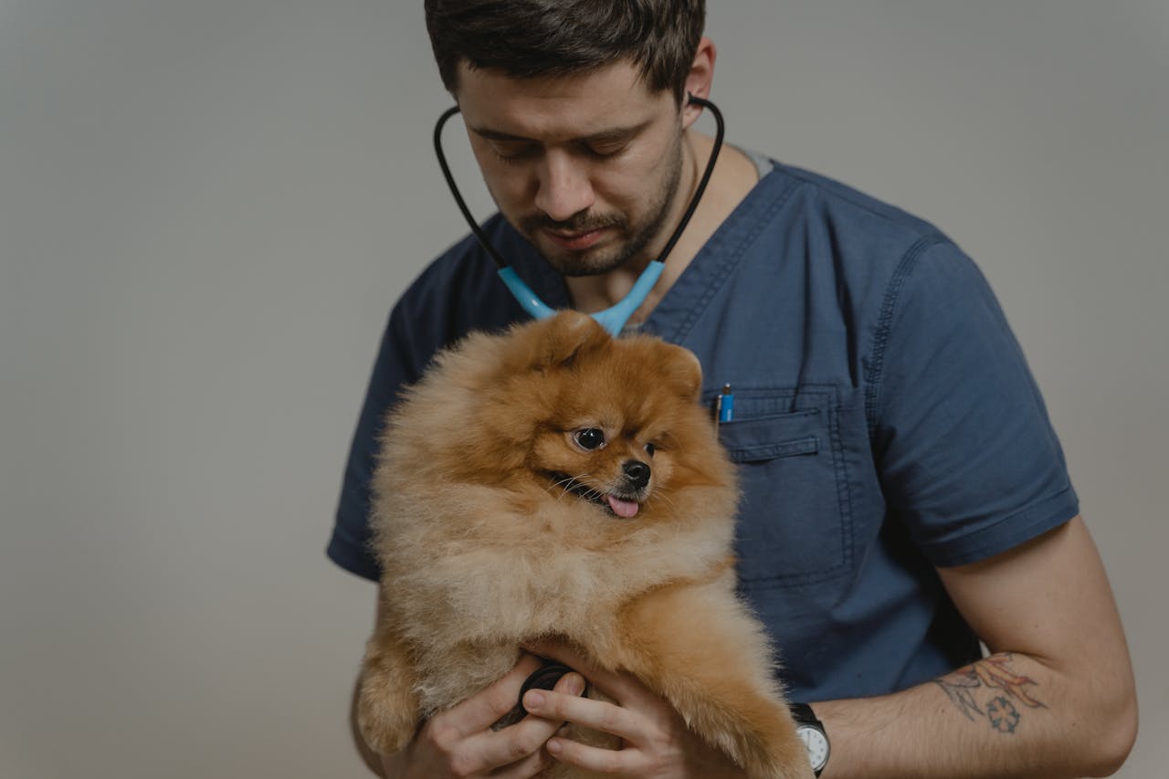 Veterinarian examines a fluffy Pomeranian dog during a routine checkup indoors.